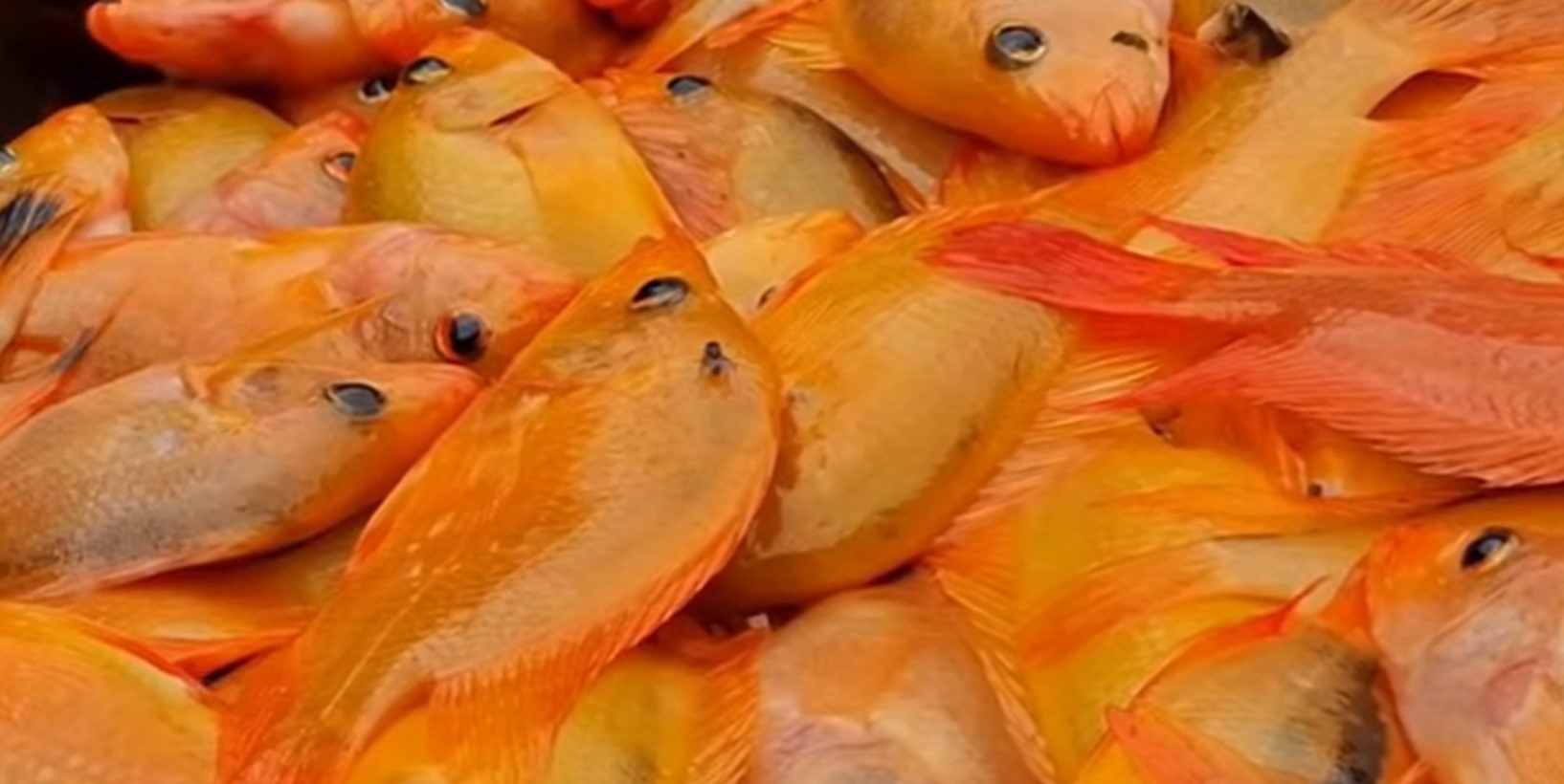 Tepung Ikan Red Devil diolah dari dua ton tangkapan di Danau Batur.