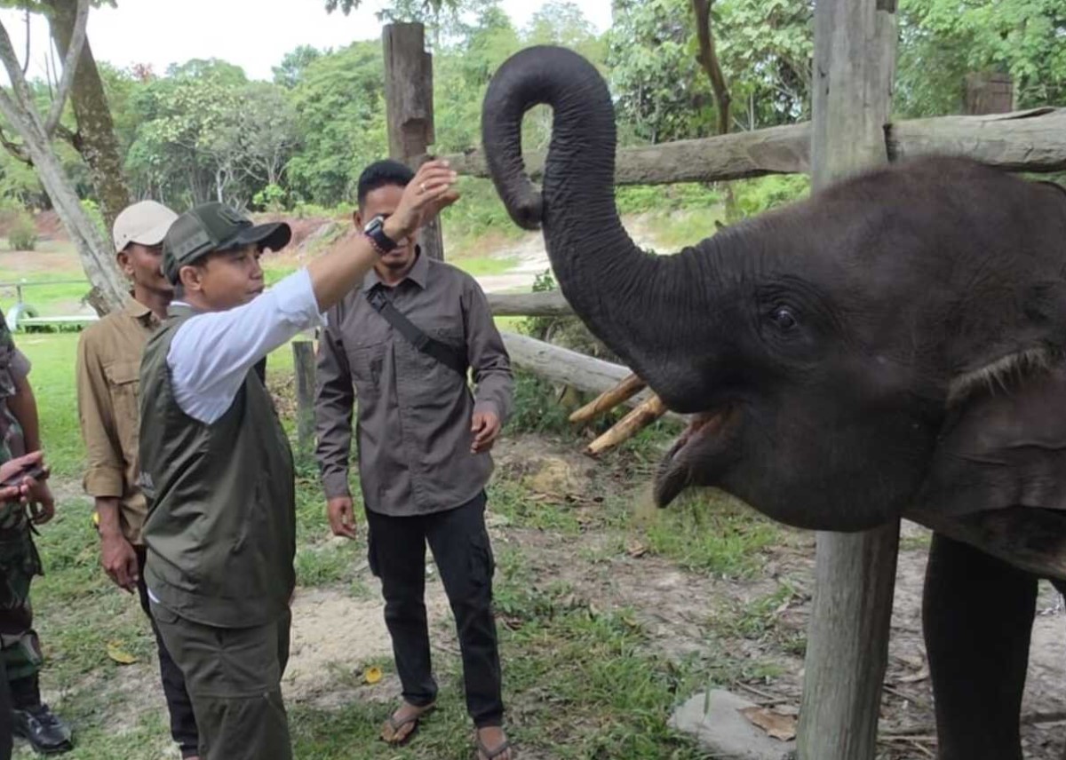 Menhut Raja Juli Antoni siapkan hukuman berat bagi pemburu gajah Sumatera di Riau