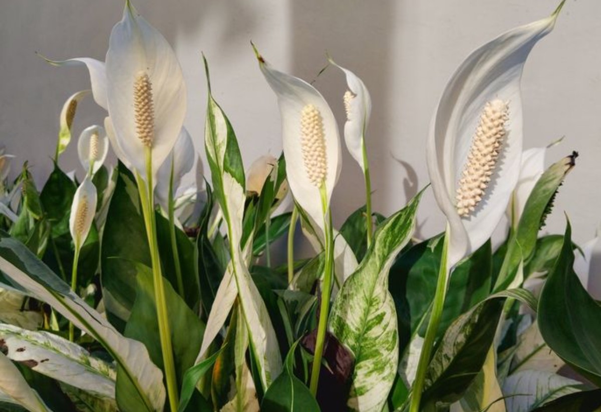 penyebab bunga Peace Lily layu mendadak